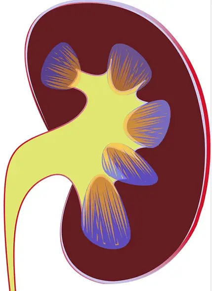 Acute Kidney Failure: 4 Causes And Symptoms | All Stuffs Guide