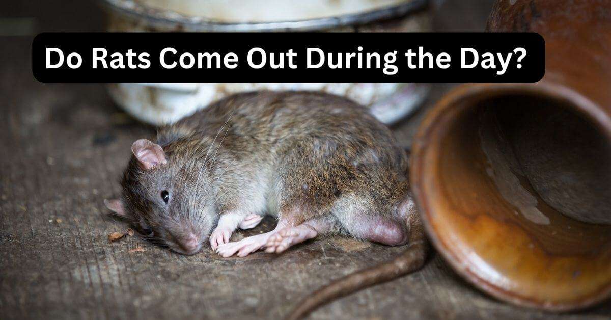 Do Rats Come Out During The Day? All Stuffs Guide