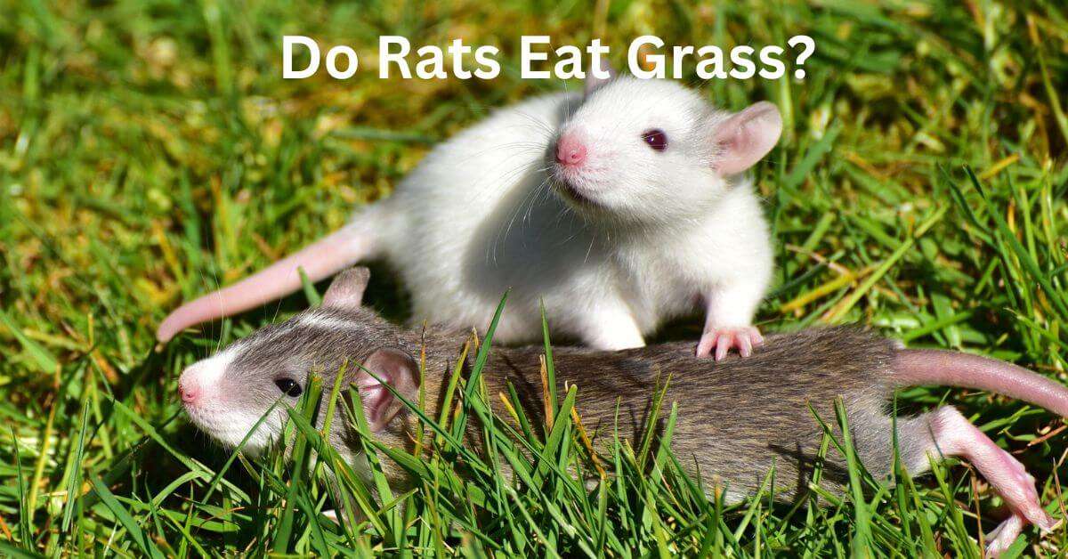 Do Rats Eat Grass? All Stuffs Guide