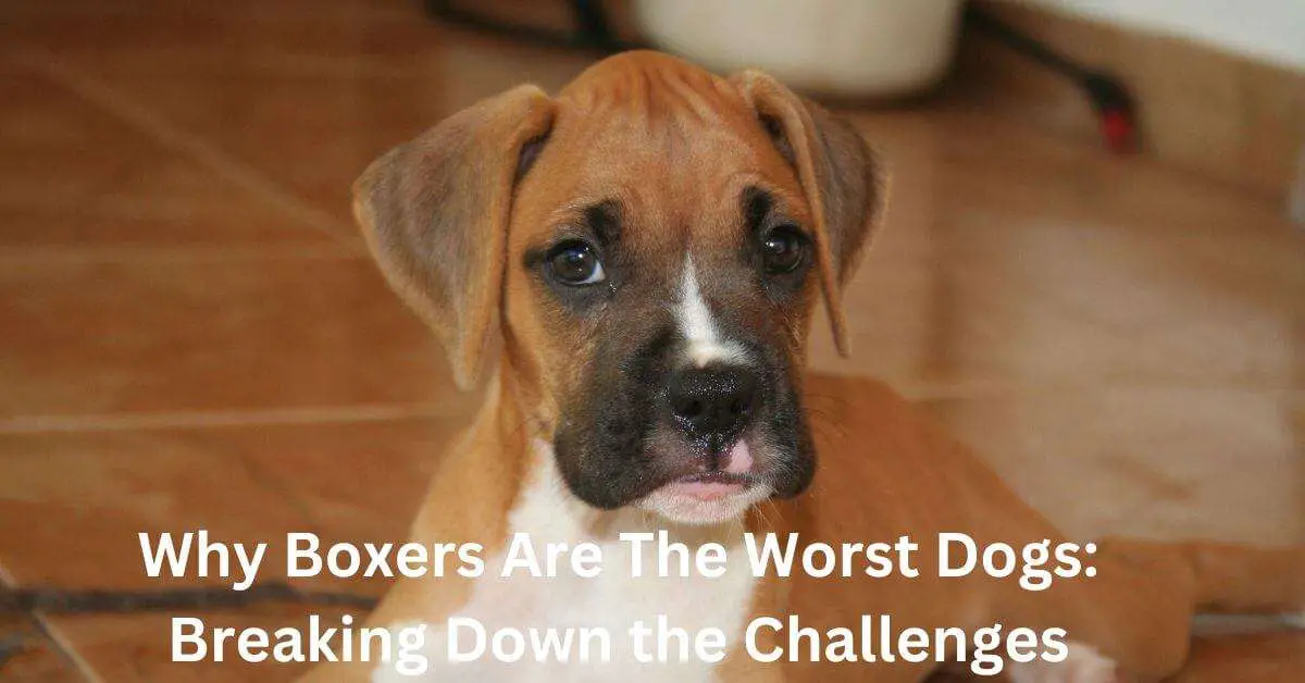 Why Boxers Are The Worst Dogs: Breaking Down The Challenges | All ...