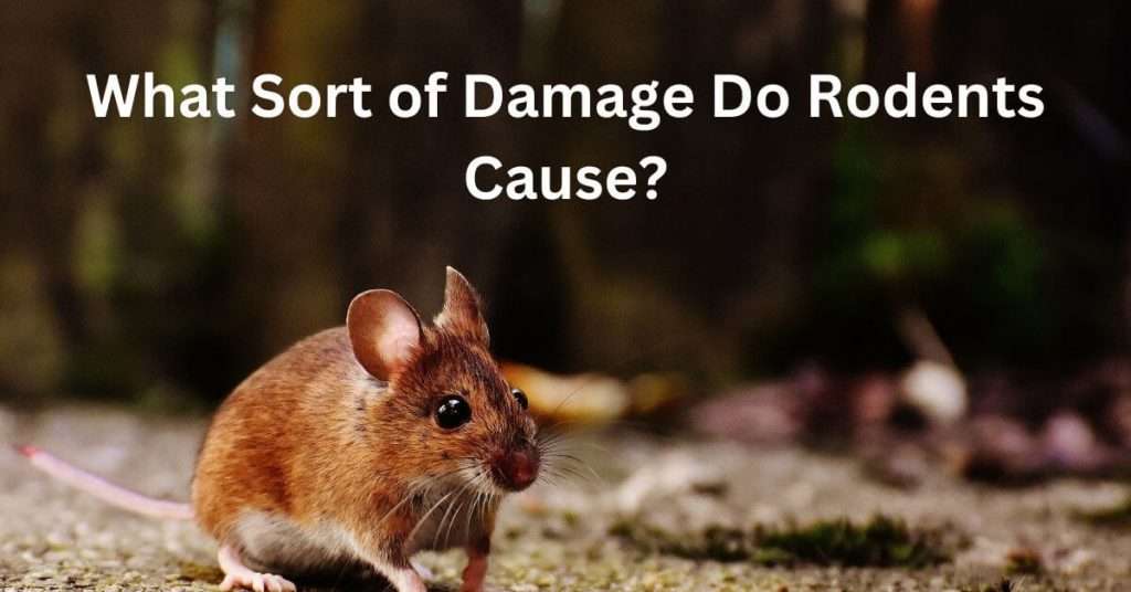 What Sort of Damage Do Rodents Cause?