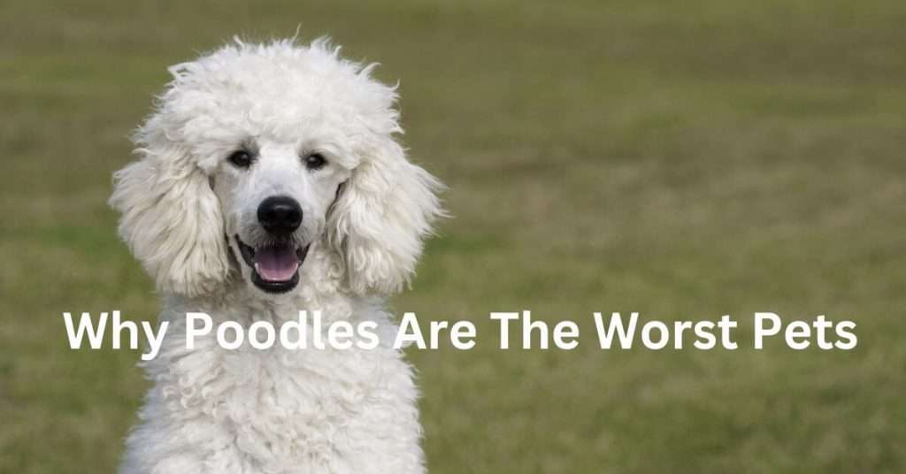 Why Poodles Are The Worst Pets