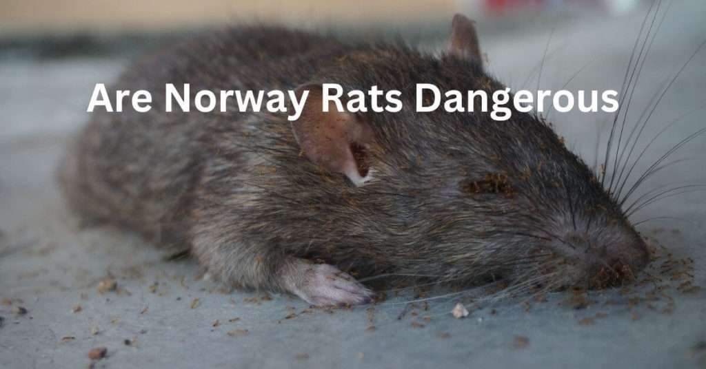 Are Norway Rats Dangerous